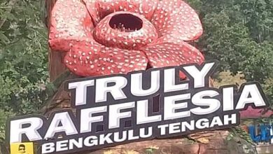 Photo of Lestarikan Tumbuhan Langka, Pemkab Benteng Gelar Truly Rafflesia