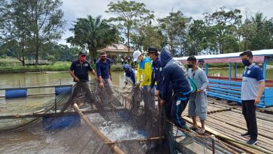 Photo of Gubernur Rohidin Kembali Borong 4 Ton Ikan Nila dan 2 Ton Daging Ayam
