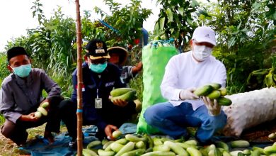 Photo of Gubernur Rohidin Kembali Borong 6,4 Ton Sayuran di Kepahiang