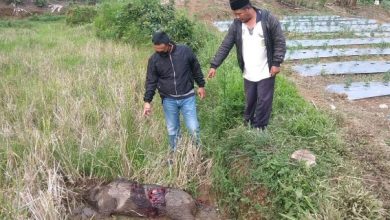Photo of Warga Rejang Lebong Tewas Akibat Diseruduk Babi Hutan