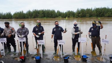 Photo of Program Padat Karya,  Provinsi Bengkulu Tanam 50 Hektar Mangrove