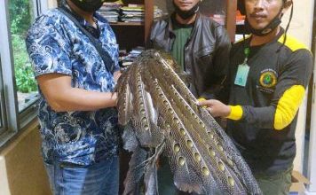 Photo of Polsek Kaur Utara Serah Terima Burung Kuau Raja jantan ke BKSDA