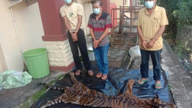 Photo of Lakukan Transaksi Organ dan Kulit Harimau, 3 Pelaku Ditangkap Polisi