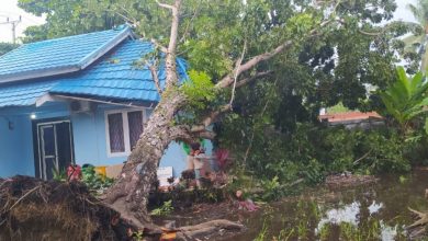 Photo of Hindari Kemungkinan Buruk Akibat Angin Kencang, Pemkot Akan Pangkas Pohon Berisiko Roboh