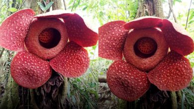 Photo of Desa Tanjung Alam Habitat Bunga Rafflesia Arnoldi